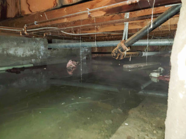 Best Basement water damage restoration  in North Branch, MN