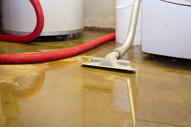 Best Water damage contractors near me  in North Branch, MN