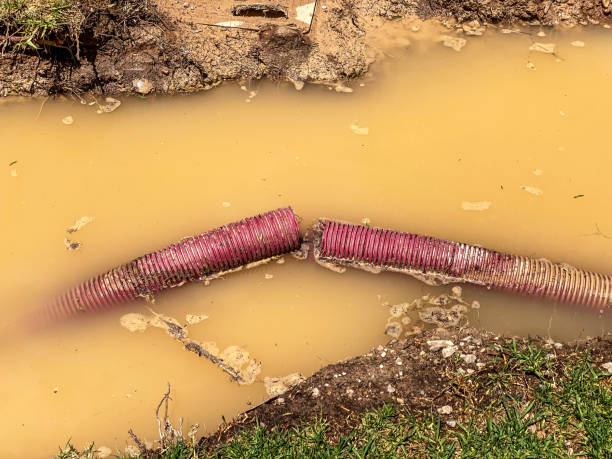 Best Mold removal after water damage  in North Branch, MN